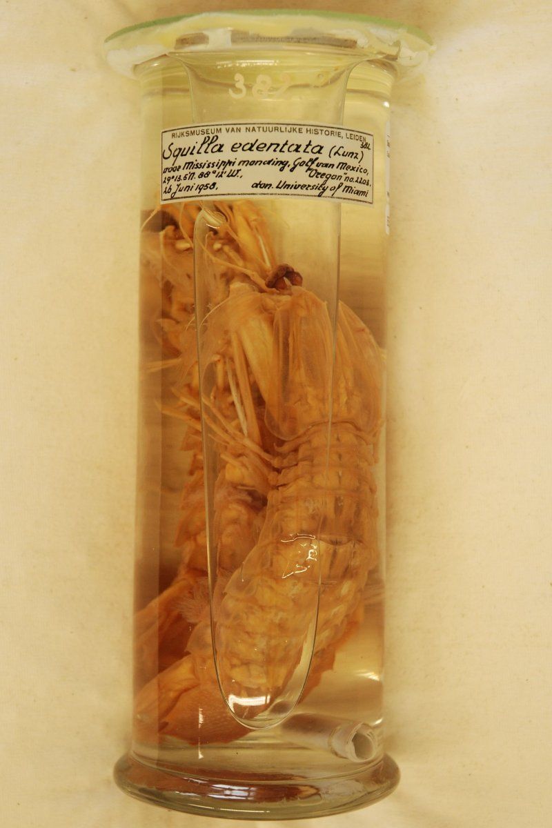 gbif image for Squilla edentata