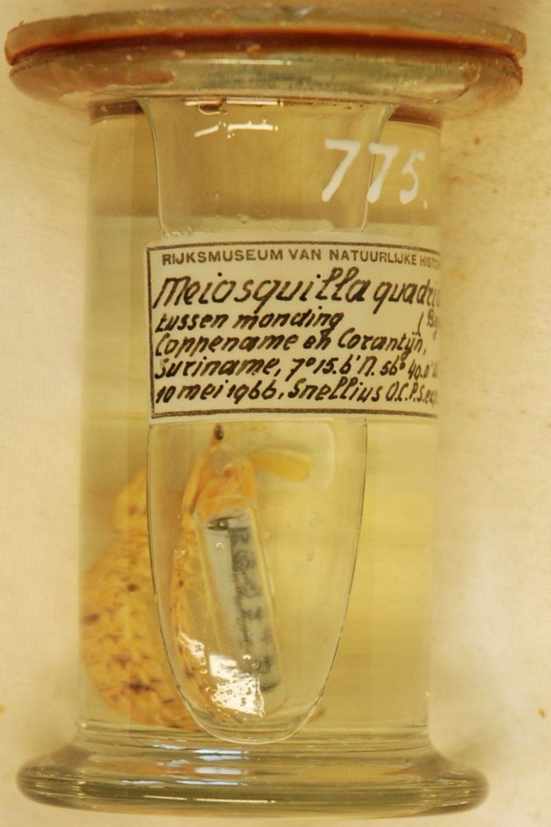 gbif image for Meiosquilla quadridens