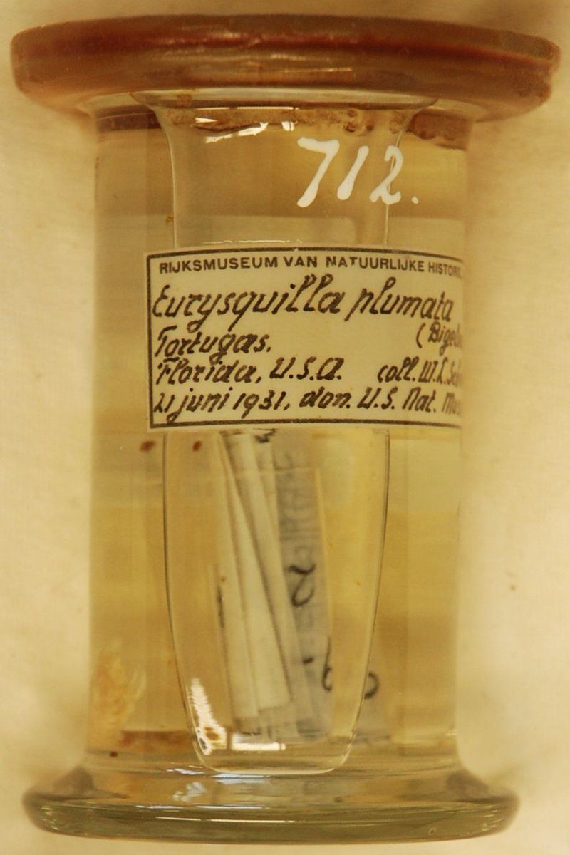 gbif image for Eurysquilla plumata