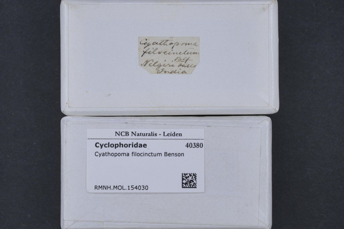 gbif image for Cyathopoma filocinctum