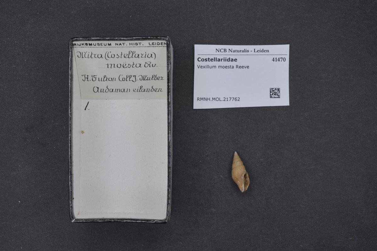 gbif image for Vexillum moisei