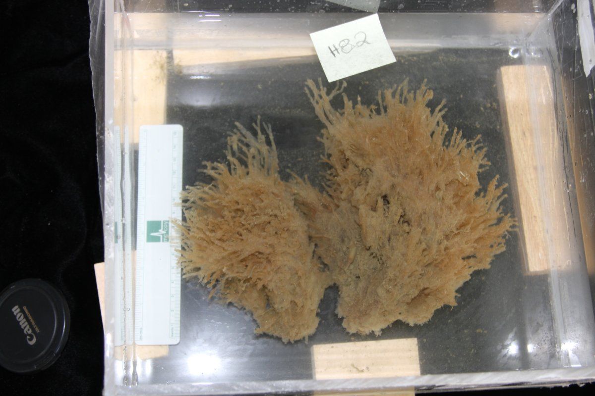 gbif image for Cephalodiscus densus