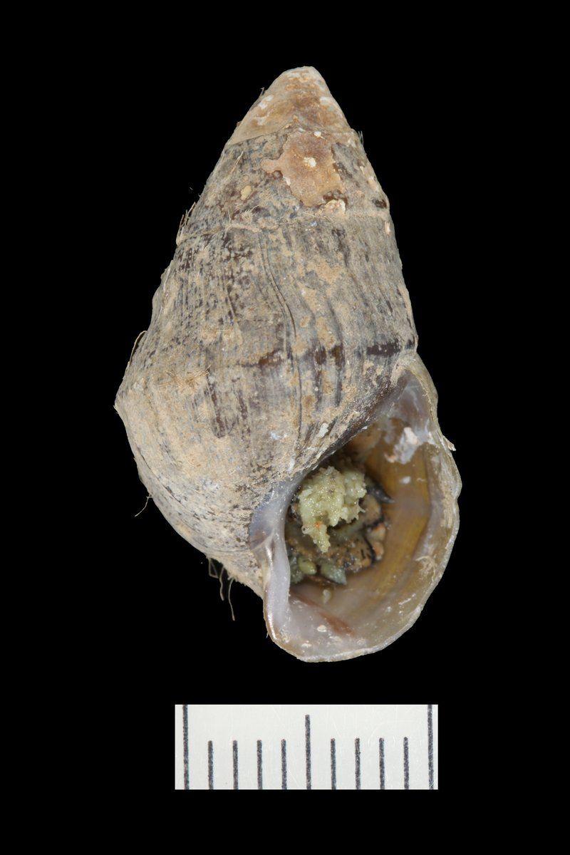 gbif image for Lithasia jayana