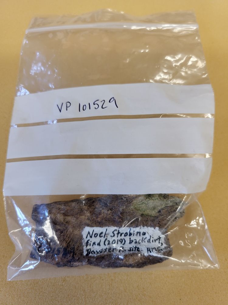 gbif image for Mammut americanum