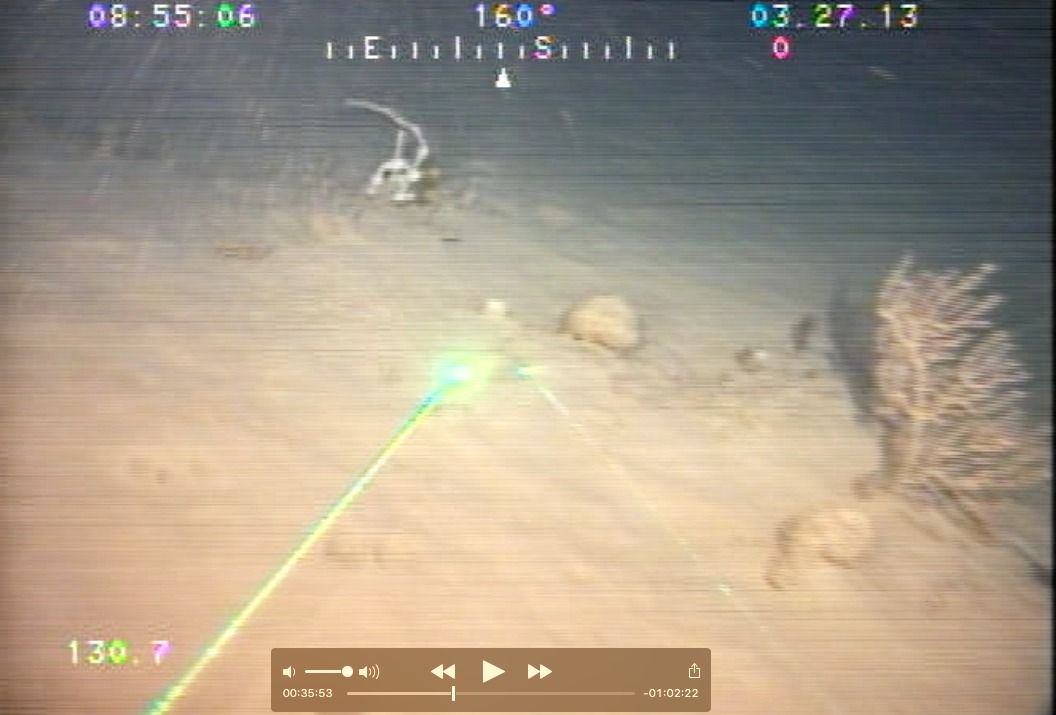 gbif image for Bebryce cinerea