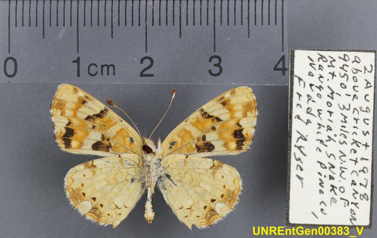 gbif image for Phyciodes campestris