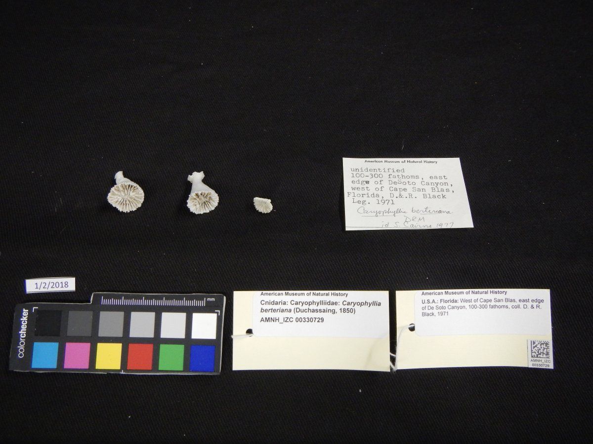 gbif image for Caryophyllia berteriana