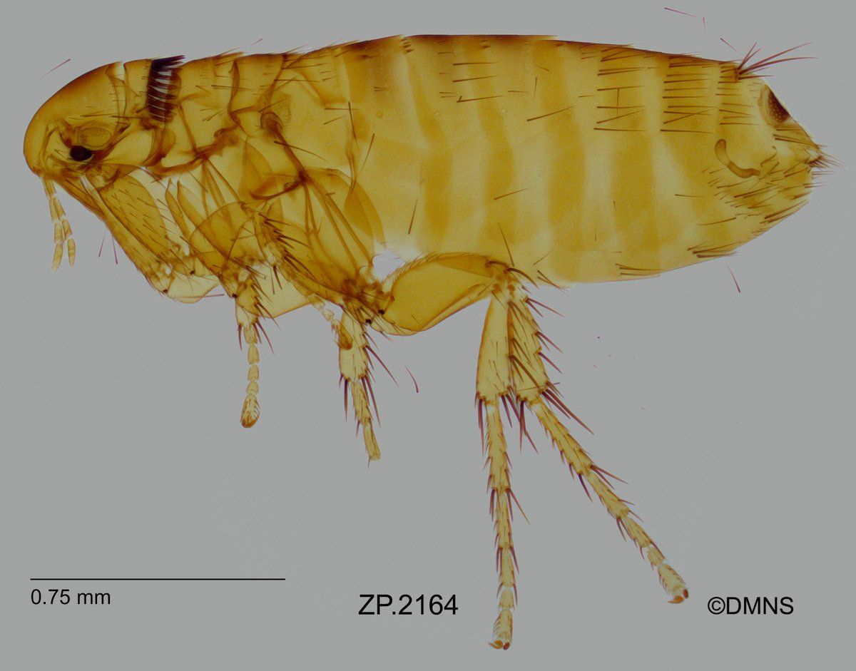 Mouse Flea