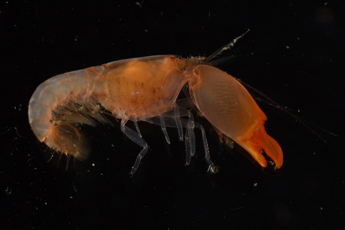 gbif image for Synalpheus pandionis