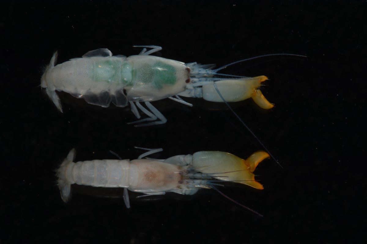 gbif image for Synalpheus hemphilli