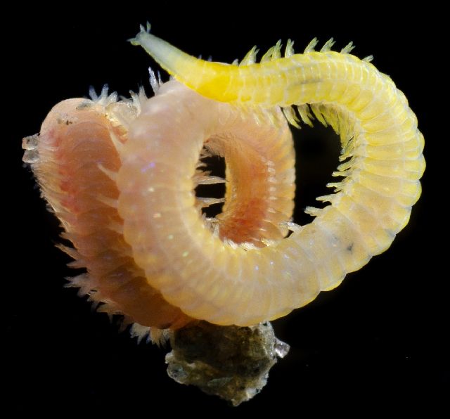 gbif image for Goniada brunnea