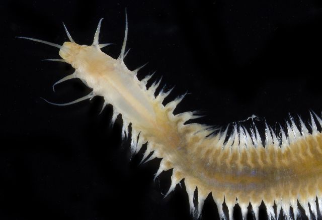 gbif image for Sigambra bassi