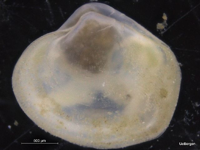 gbif image for Poromya granulata