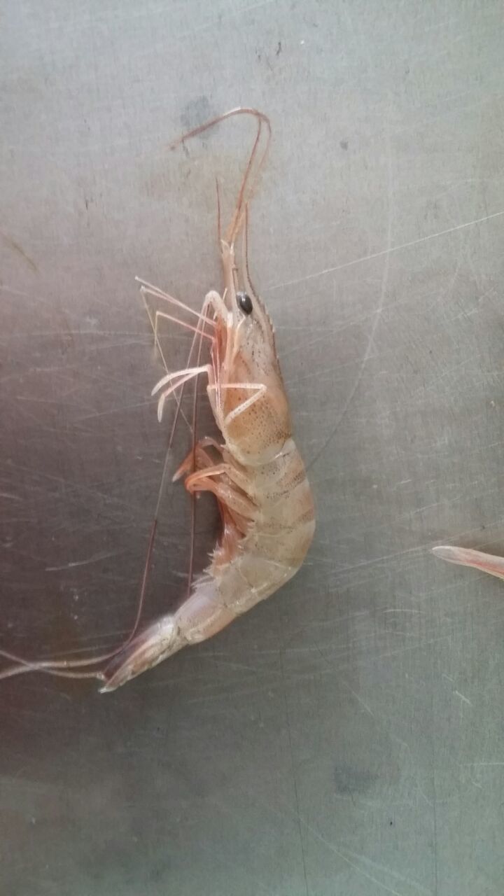 gbif image for Xiphopenaeus kroyeri