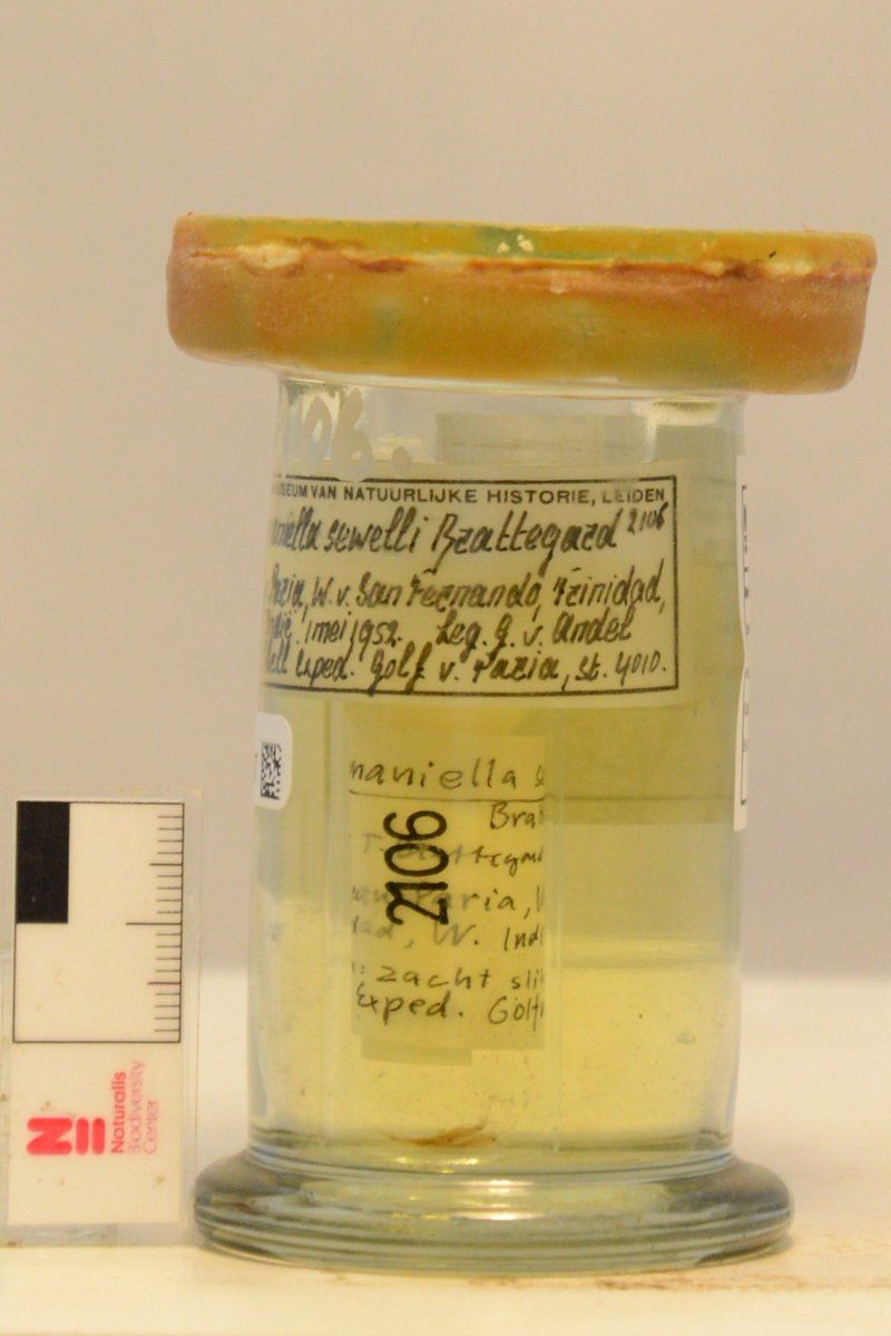 gbif image for Bowmaniella sewelli