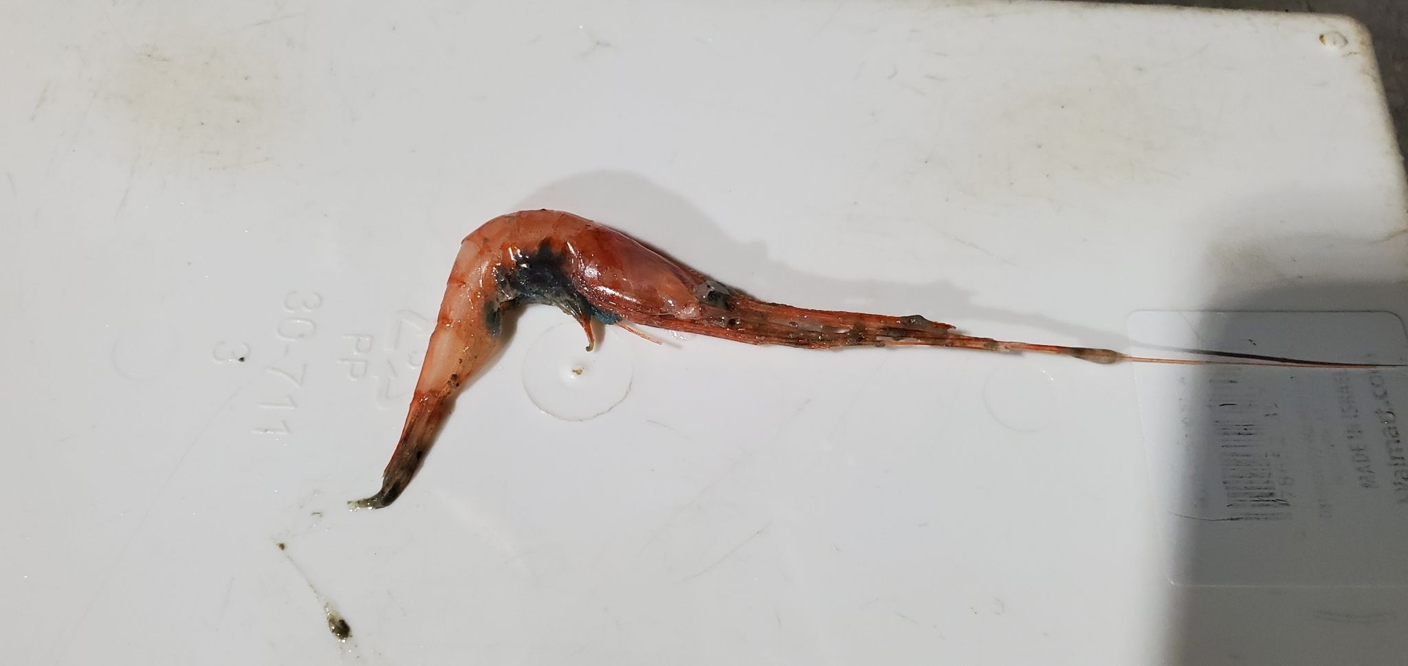 gbif image for Parapandalus longicauda