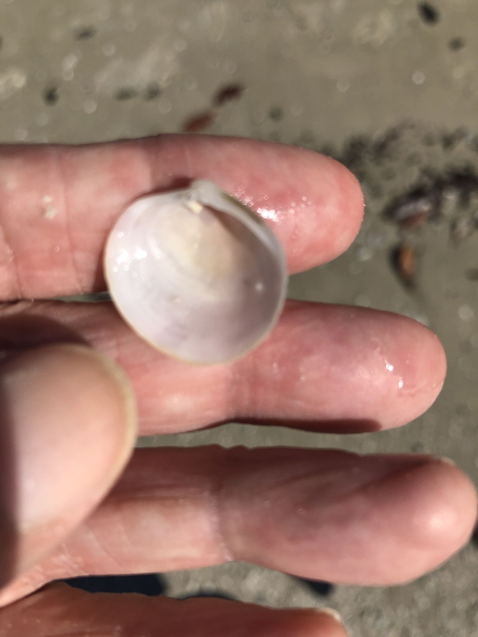 gbif image for Cyclinella tenuis