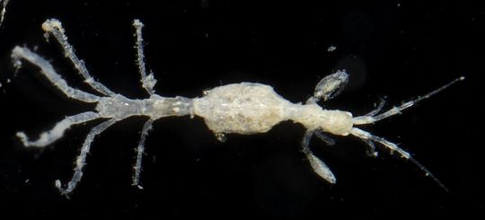 gbif image for Paracaprella tenuis