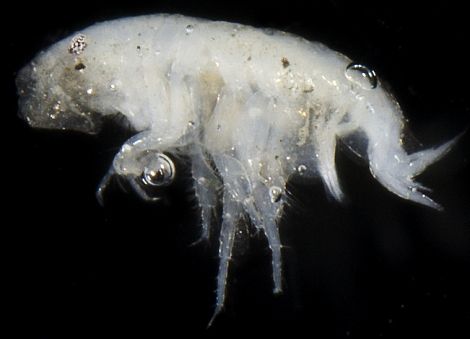 gbif image for Metharpinia floridana