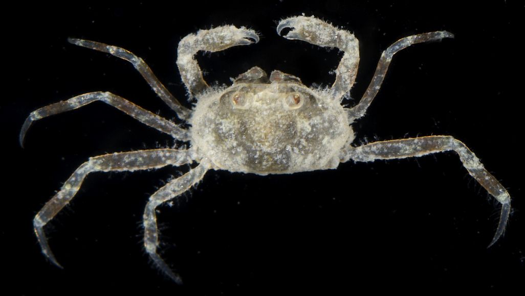 gbif image for Pinnixa sayana