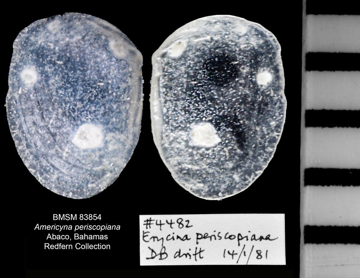 gbif image for Erycina periscopiana