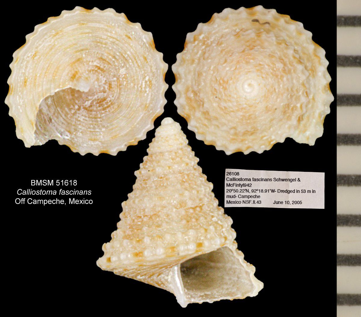gbif image for Calliostoma fascinans
