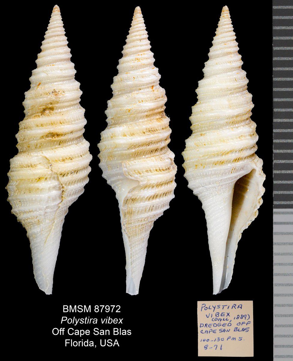 gbif image for Polystira vibex