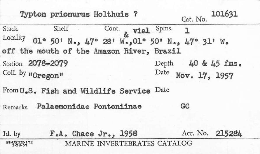 gbif image for Typton prionurus