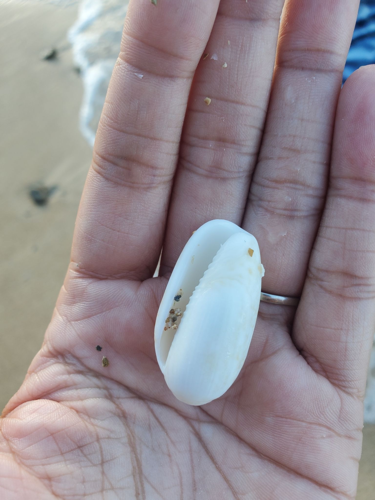 gbif image for Oliva scripta