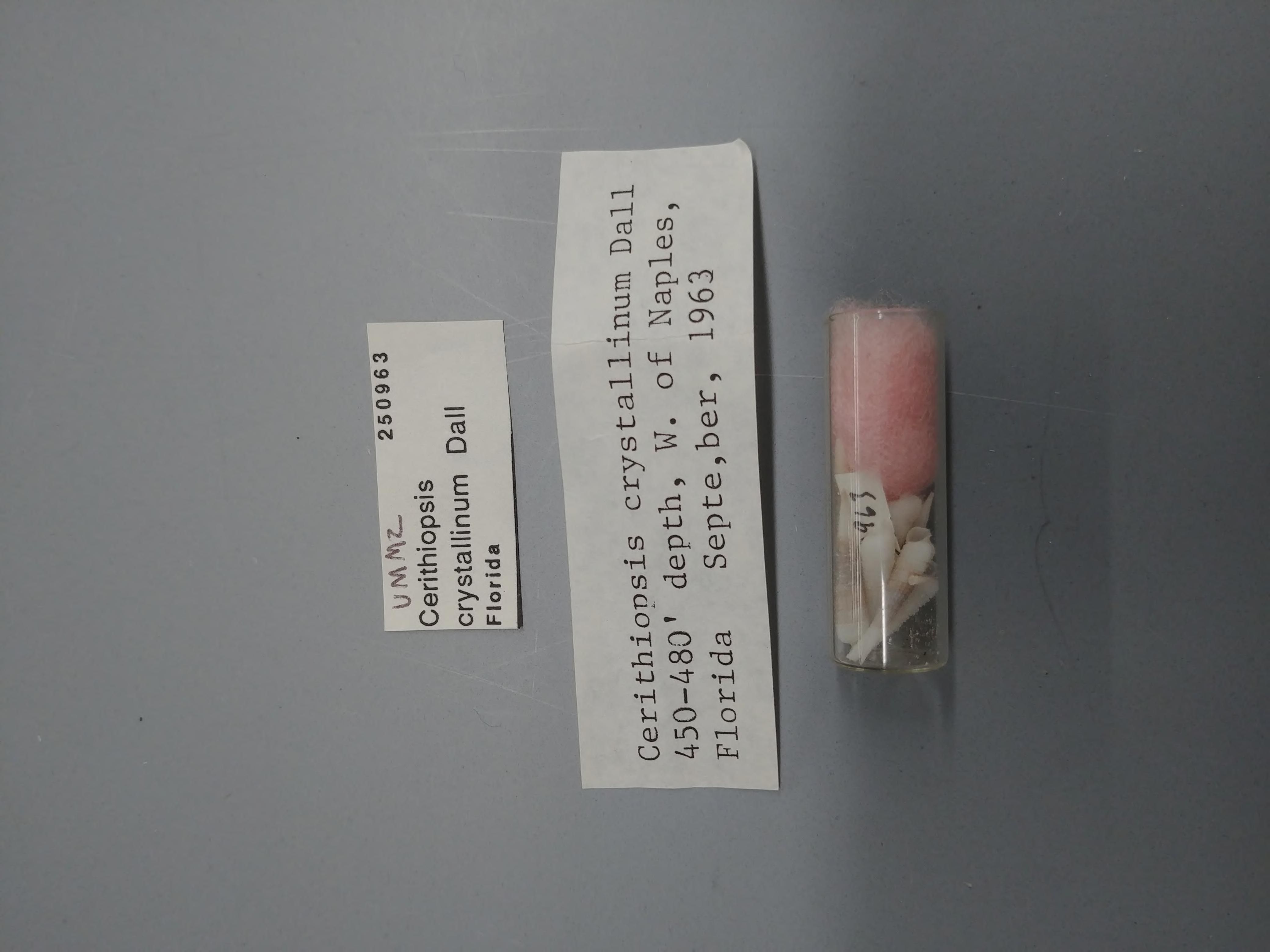 gbif image for Cerithiopsis crystallinum