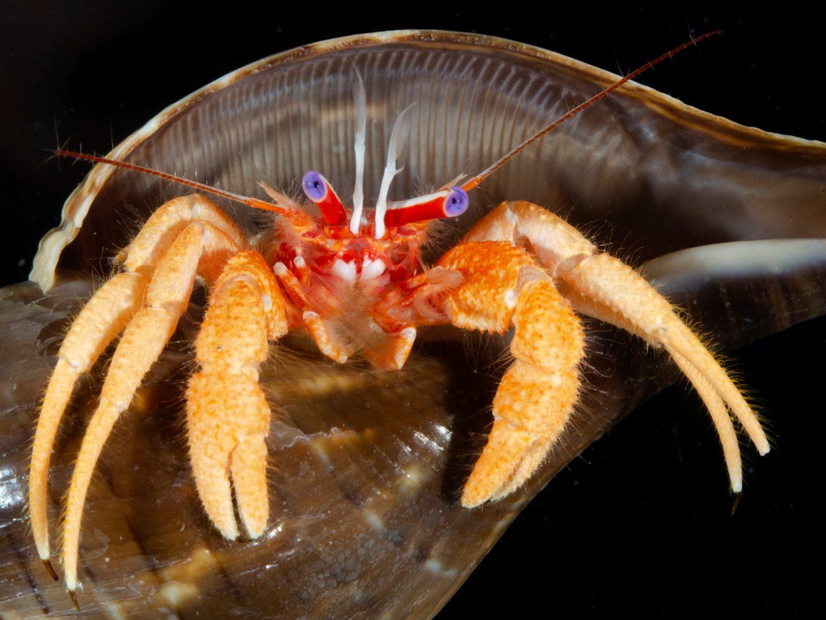 gbif image for Paguristes moorei