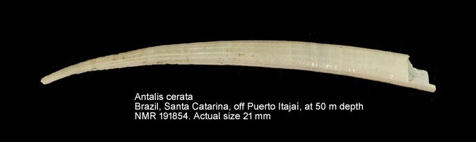 gbif image for Dentalium ceratum tenax