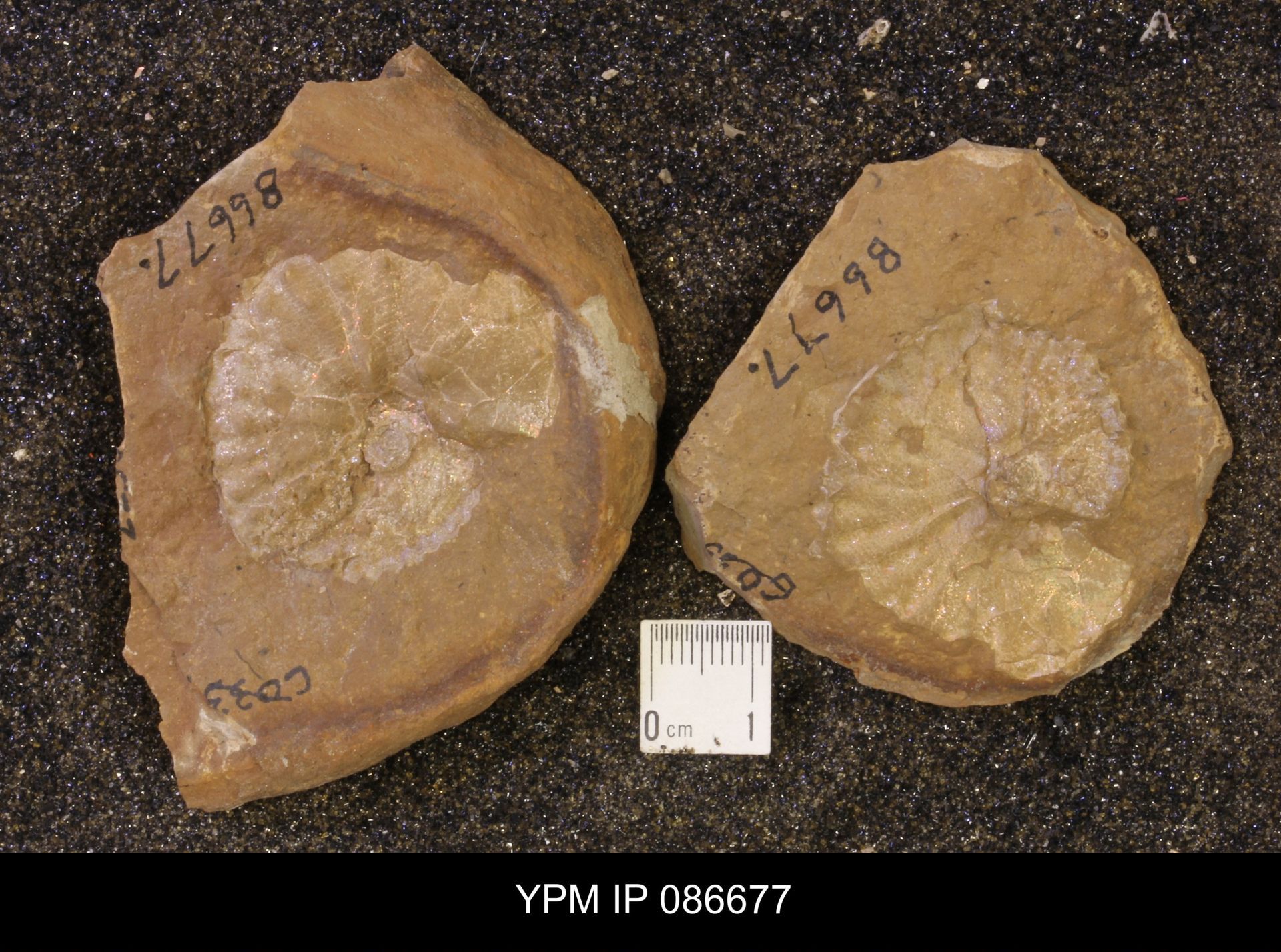 gbif image for Discoscaphites conradi