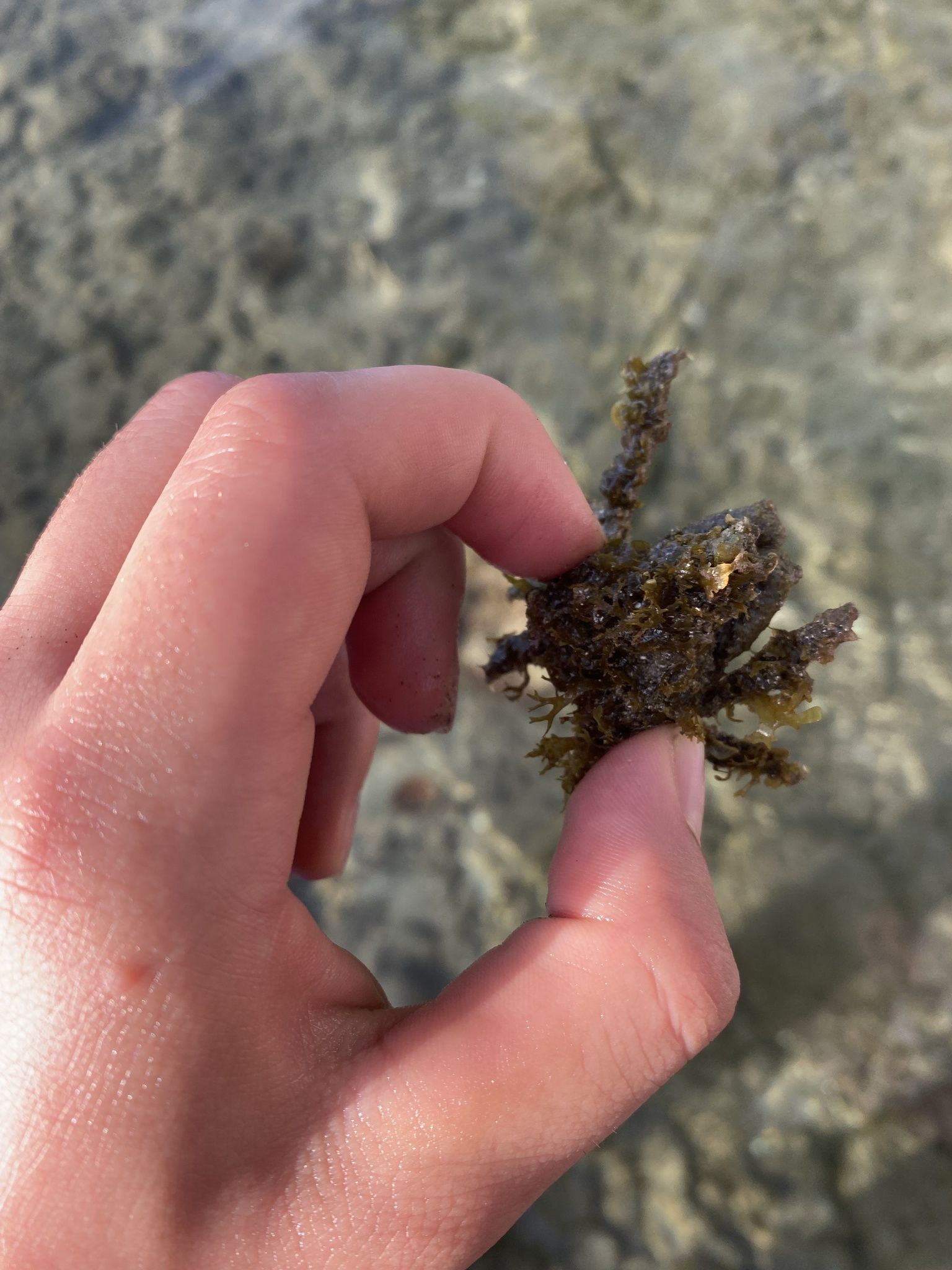 gbif image for Stenocionops furcata