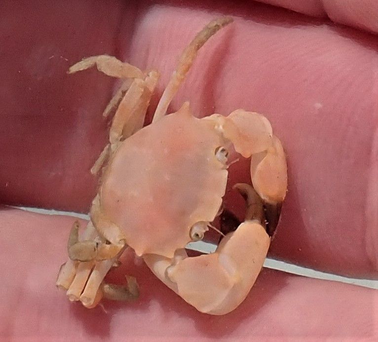 gbif image for Tetraxanthus bidentatus