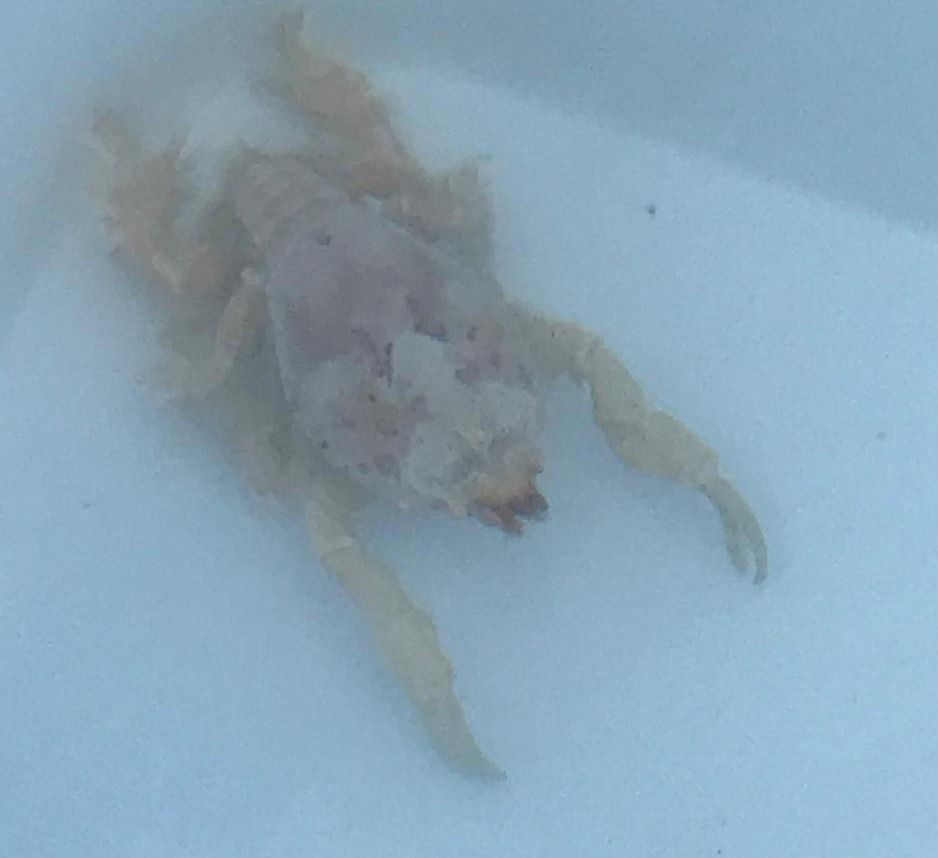 gbif image for Symethis variolosa