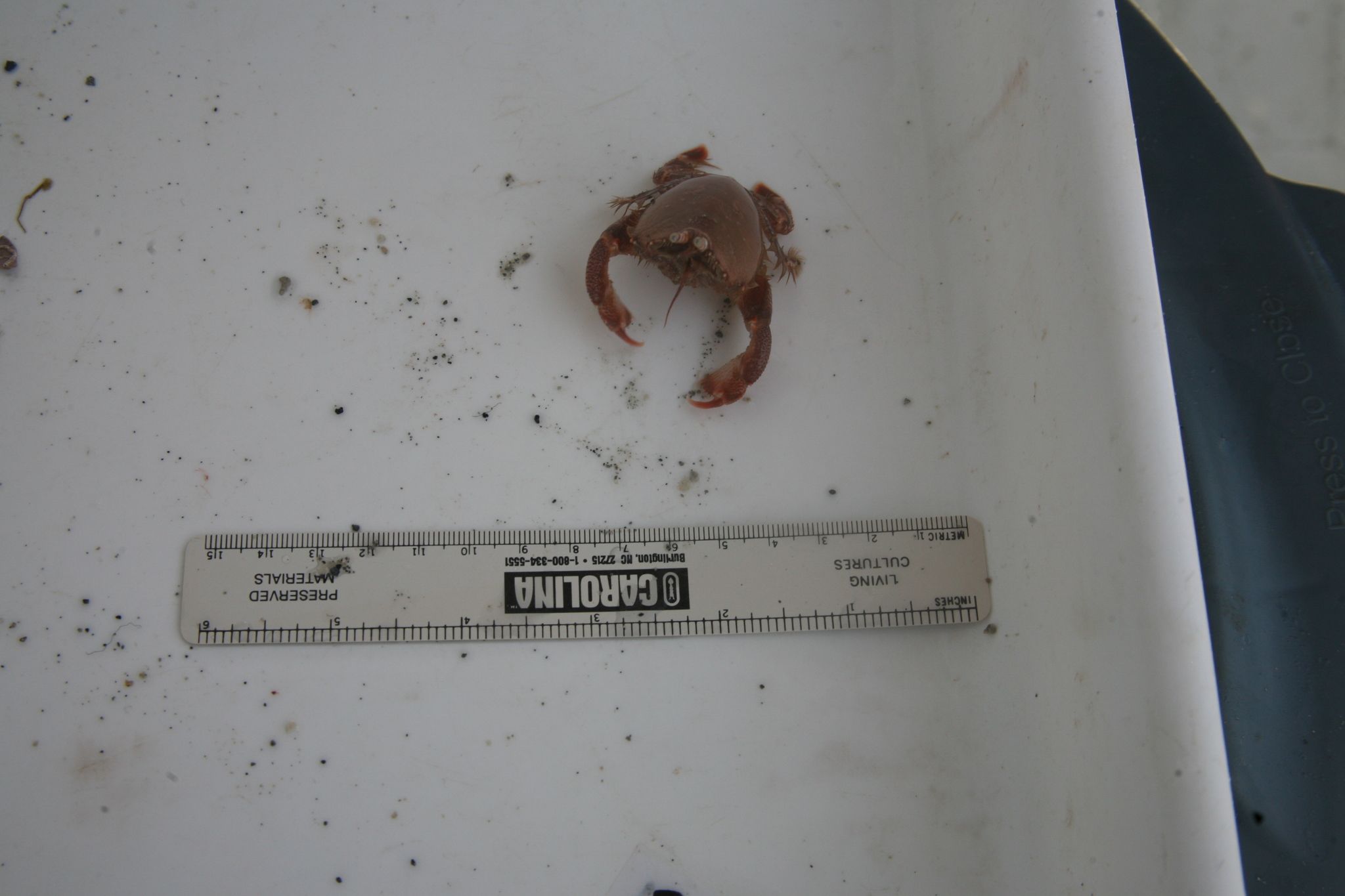 gbif image for Ranilia muricata