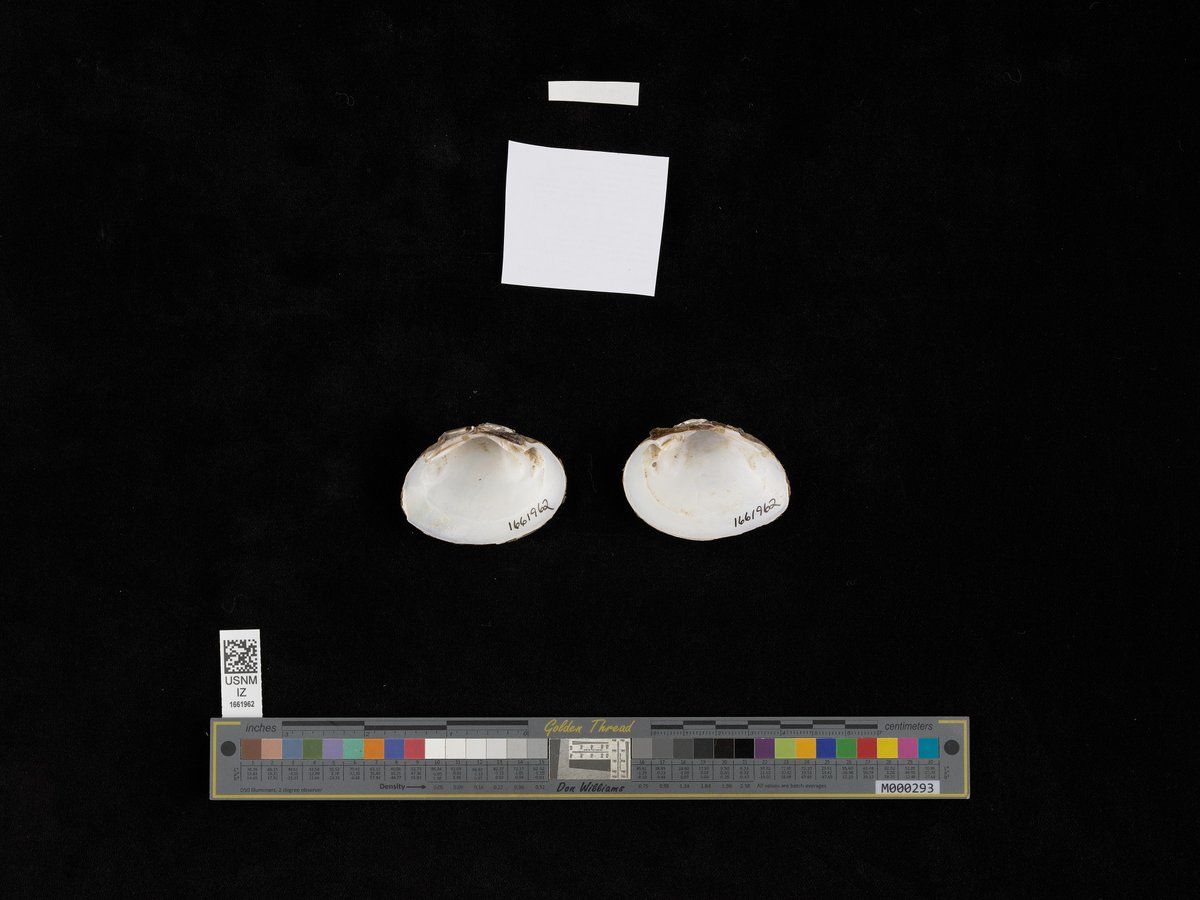 gbif image for Pleurobema beadlianum