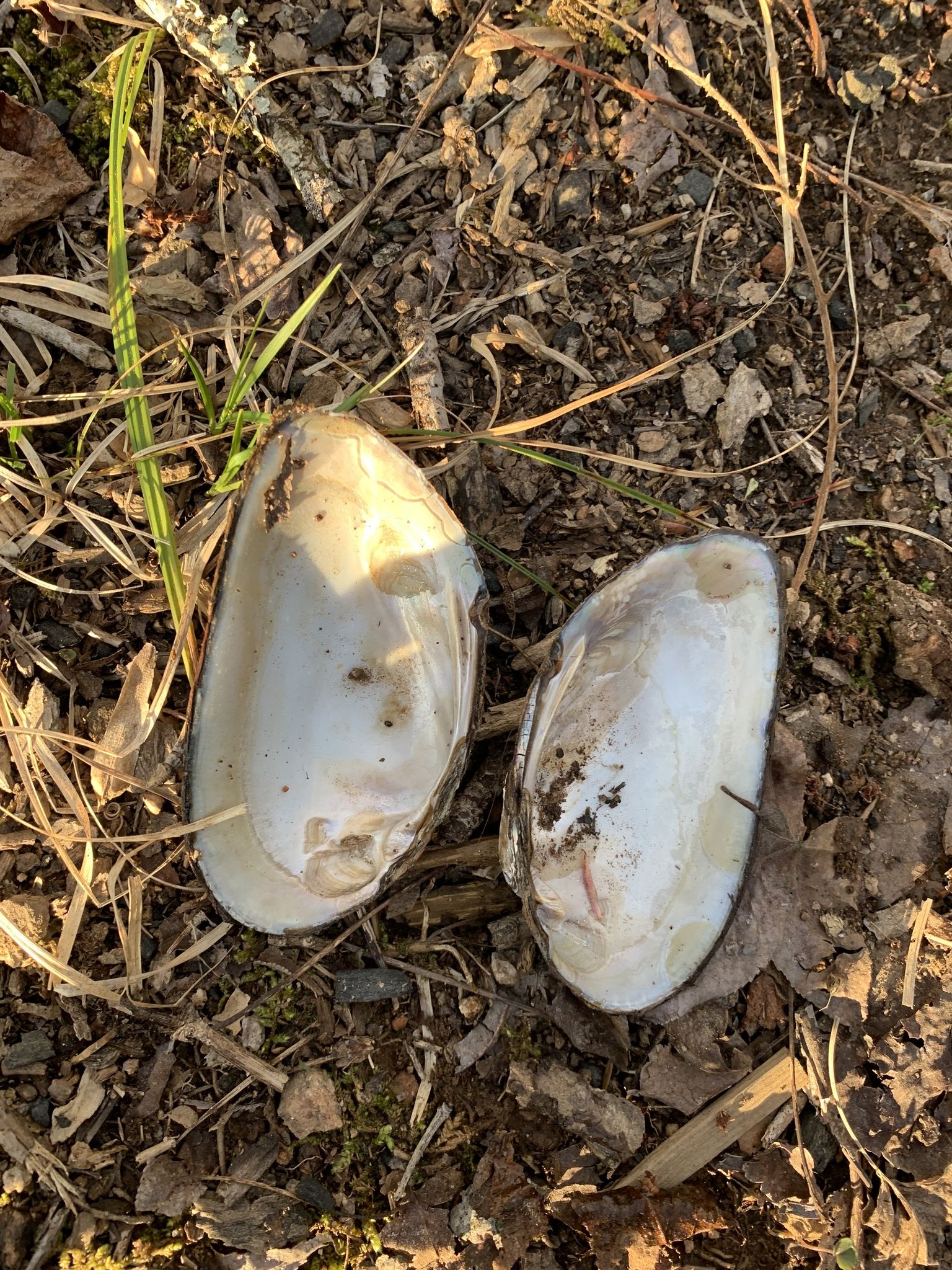 gbif image for Elliptio icterina