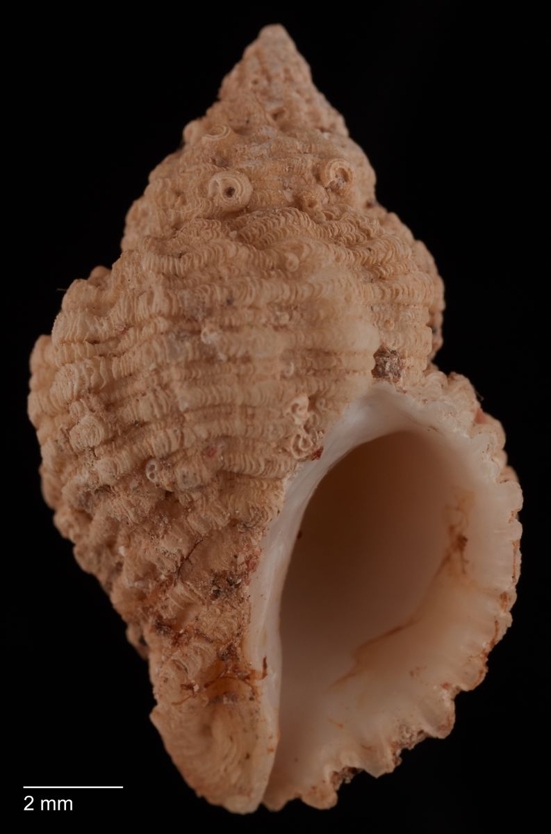 gbif image for Coralliophila aberrans