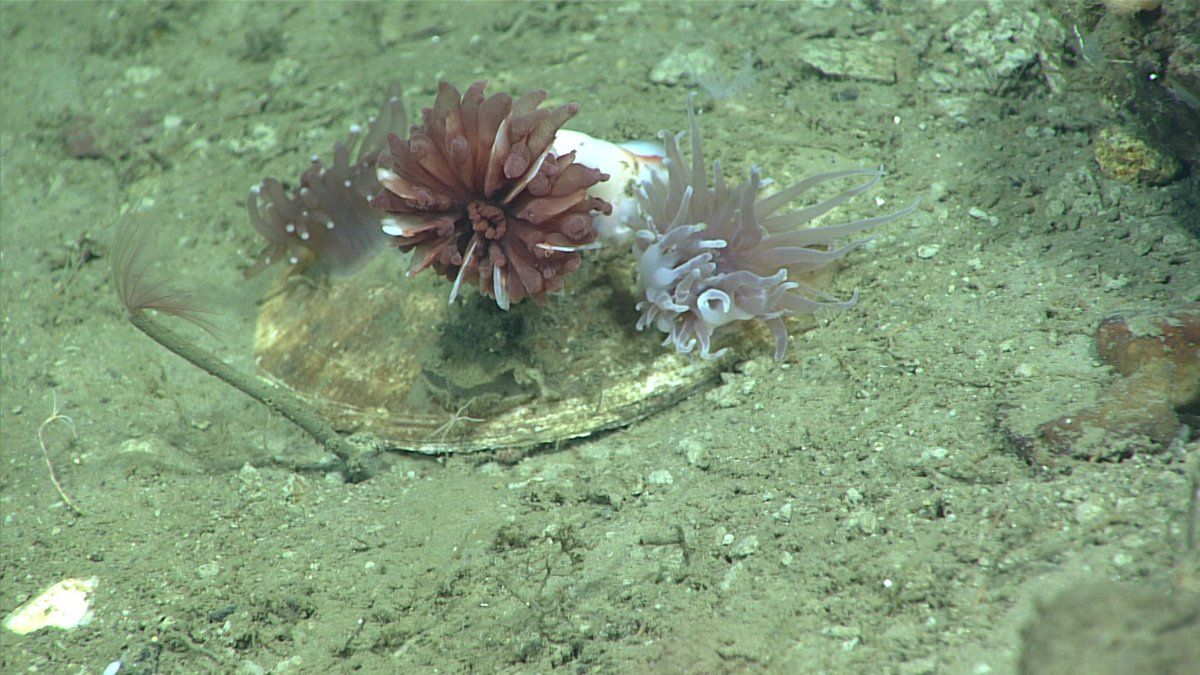 gbif image for Javania cailleti