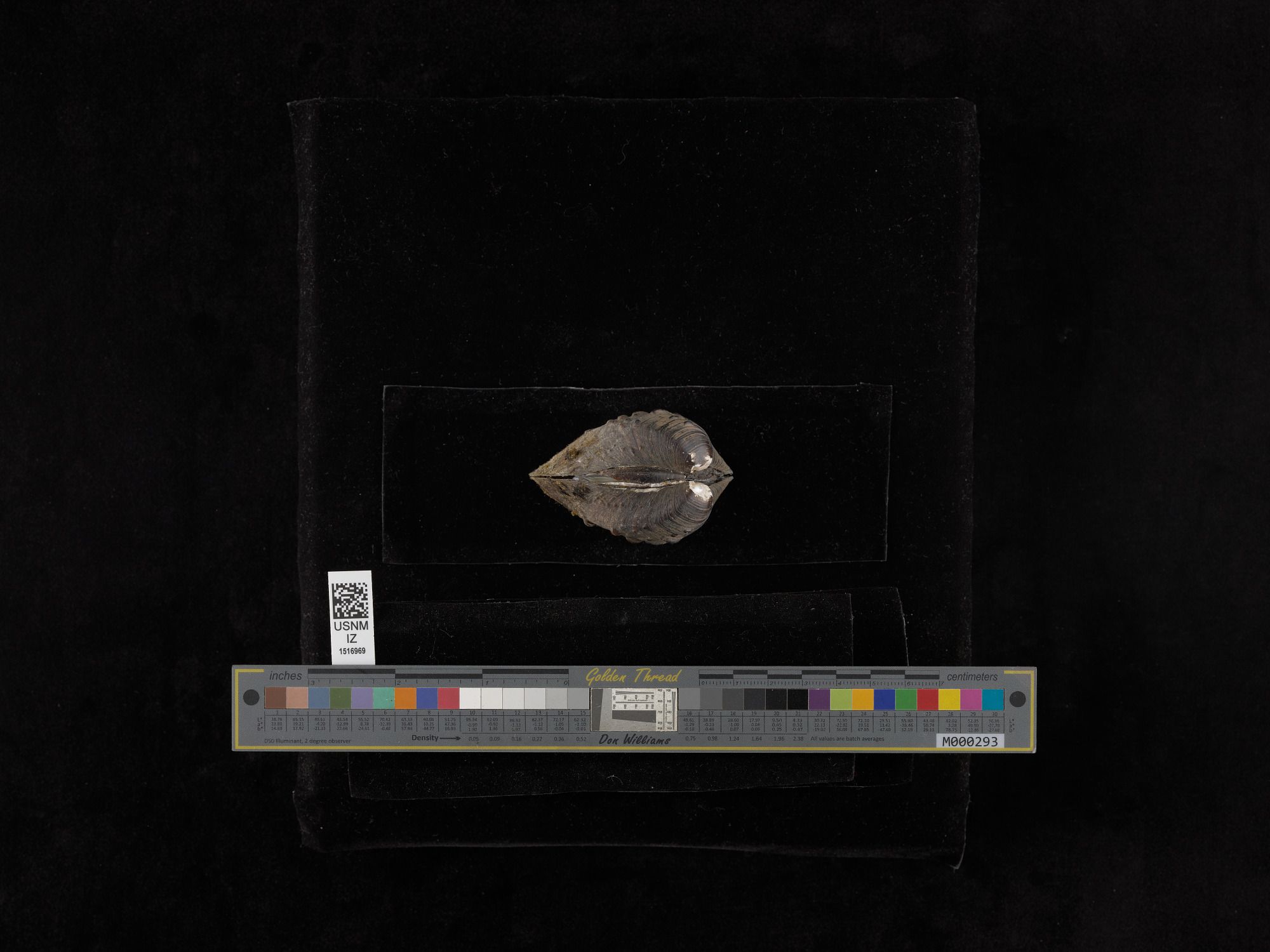 gbif image for Quadrula pustulosa