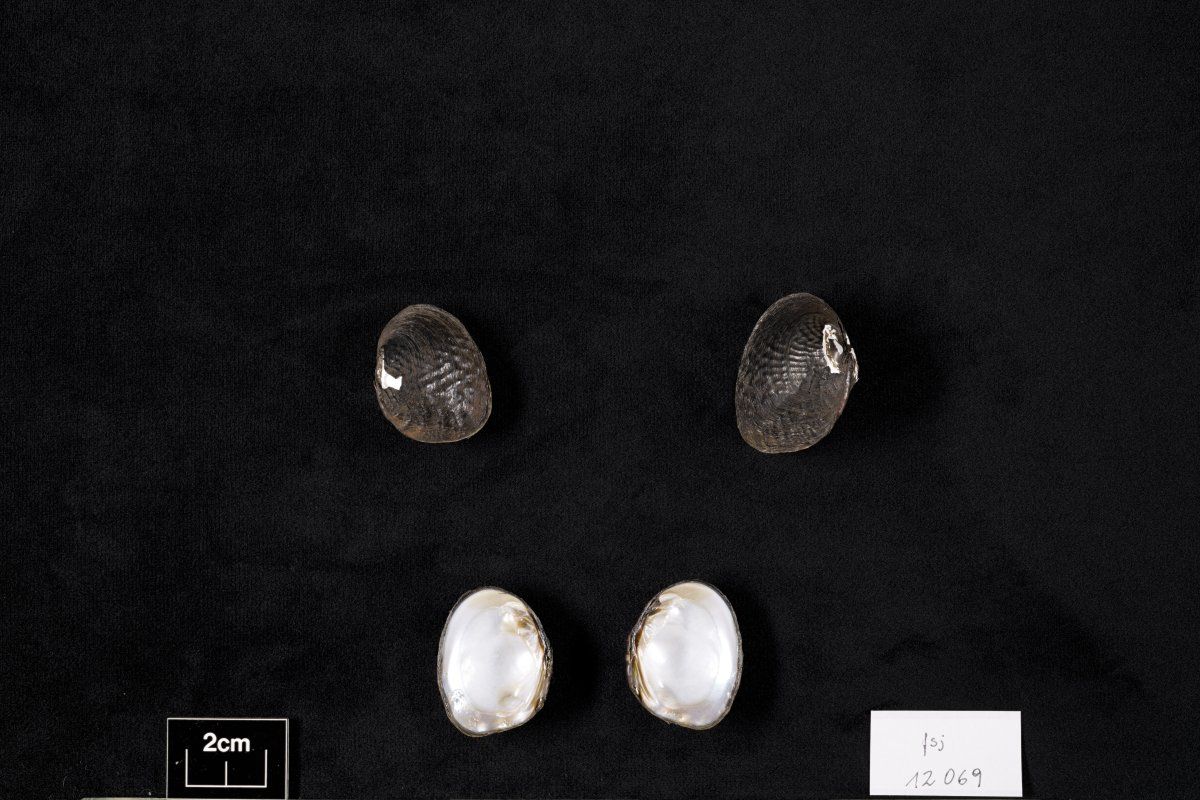 gbif image for Fusconaia infucata