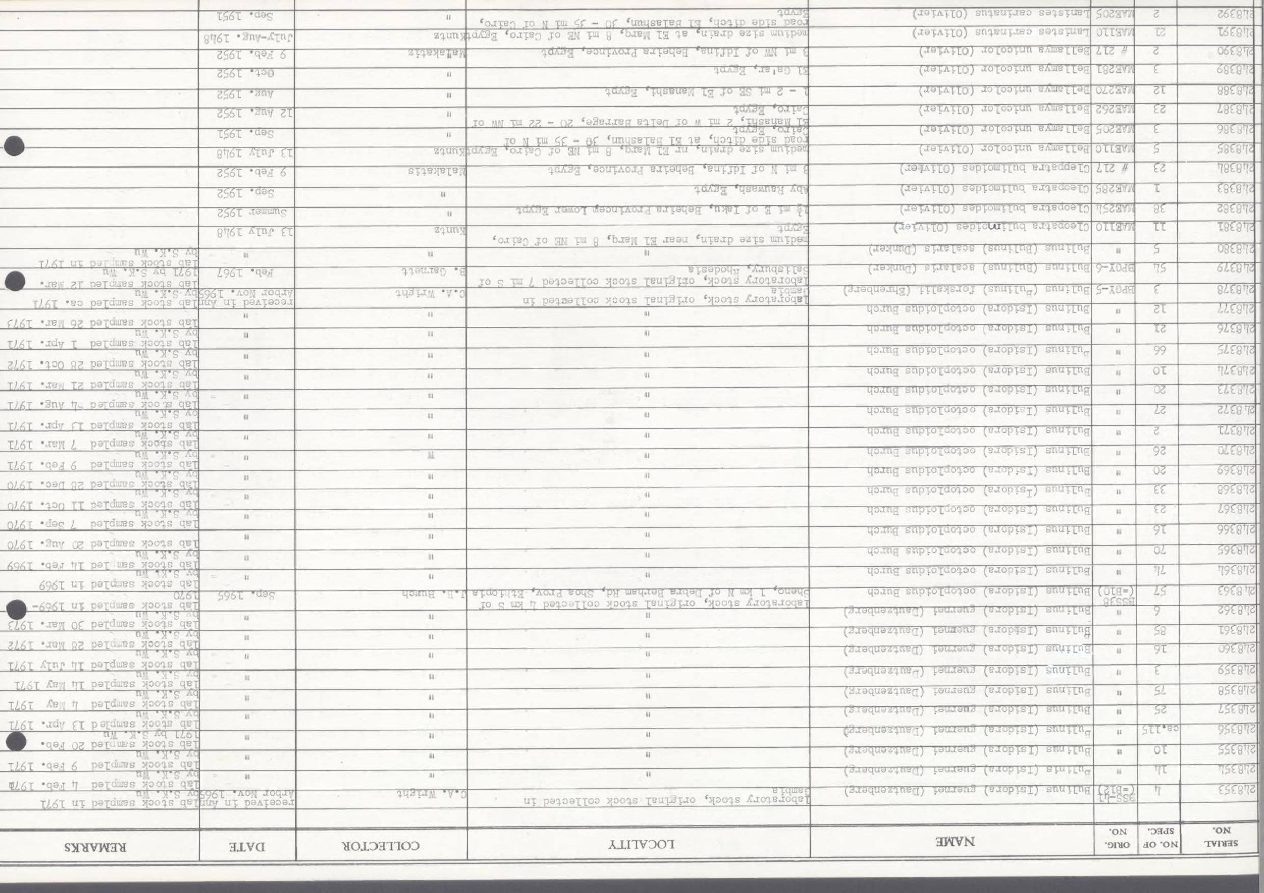 gbif image for Cleopatra bulimoides