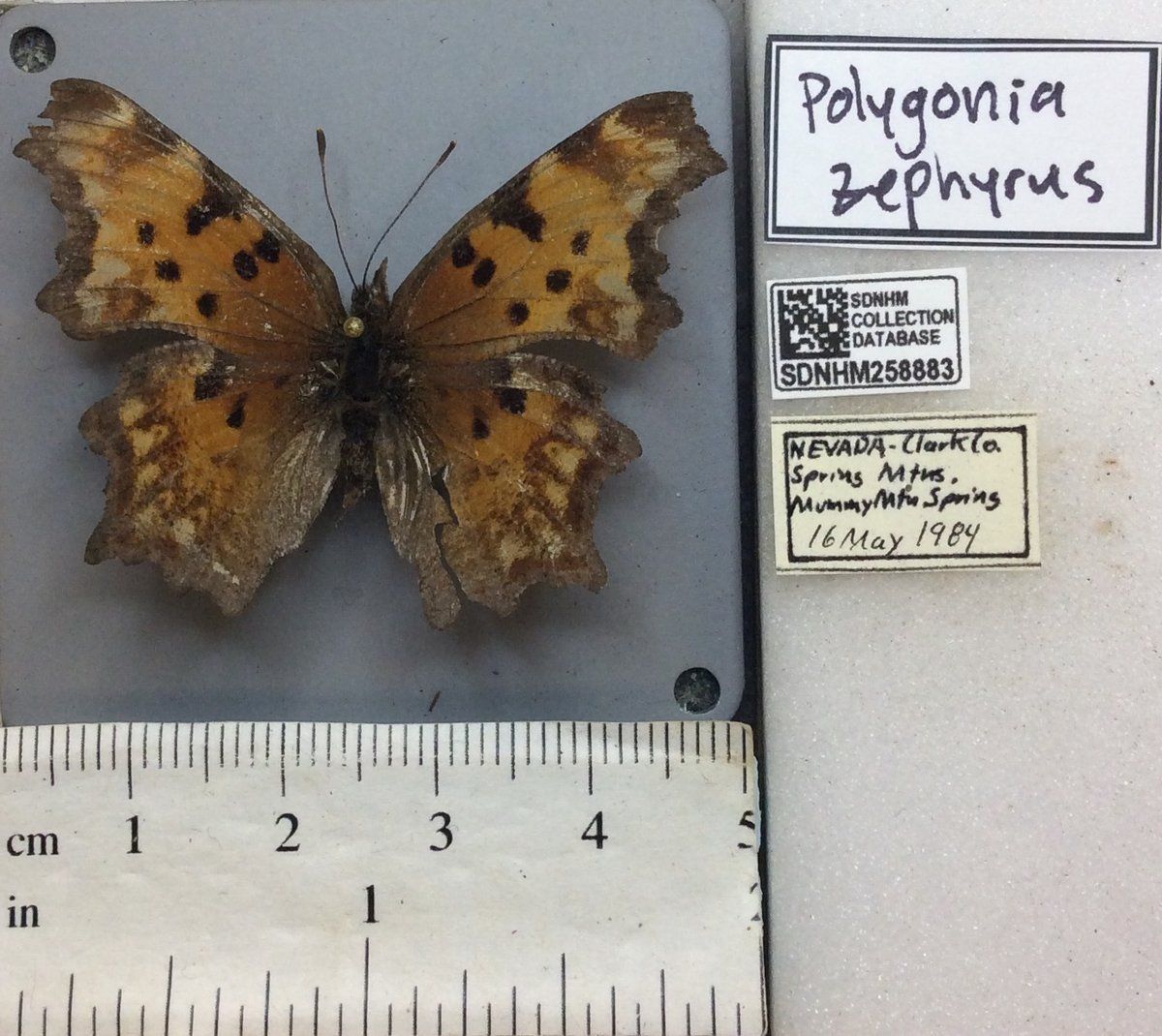 gbif image for Polygonia zephyrus
