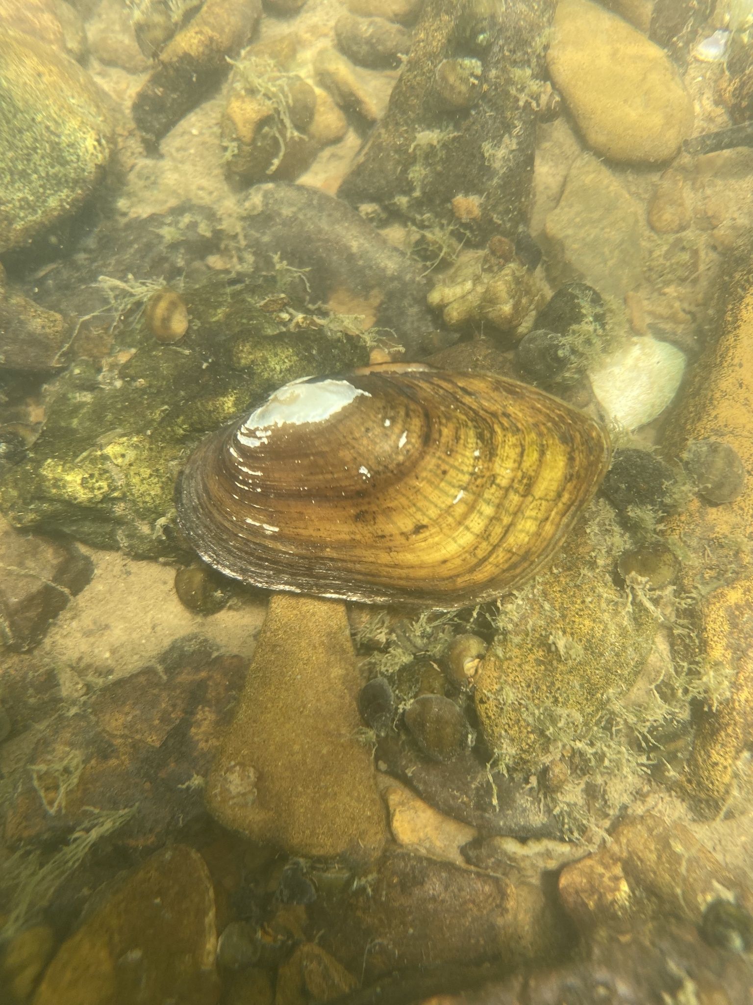 gbif image for Villosa ortmanni