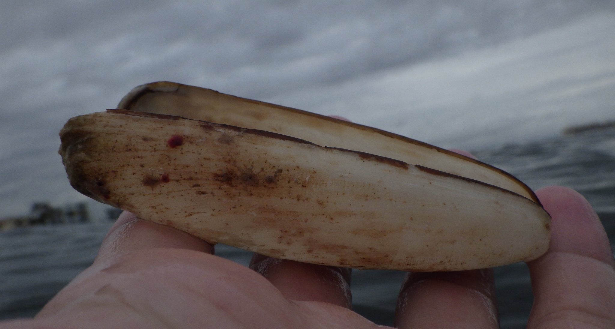 gbif image for Lithophaga antillarum