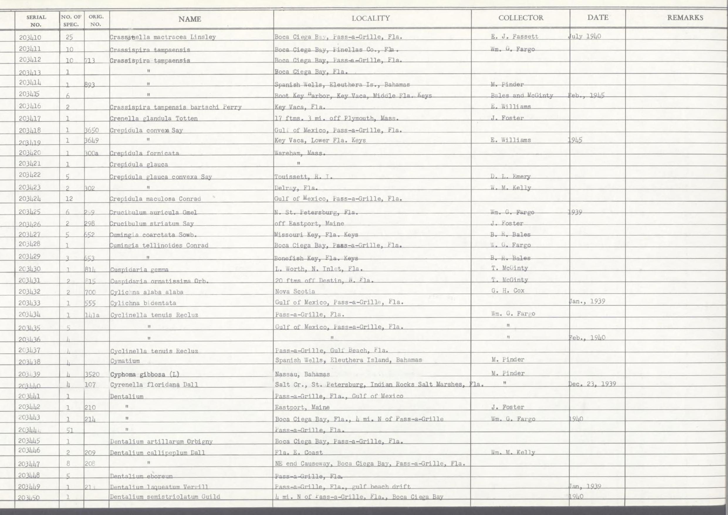 gbif image for Dentalium semistriolatum
