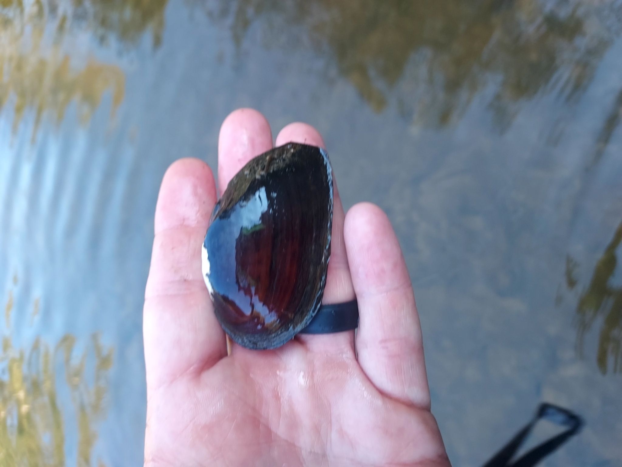 gbif image for Elliptio mcmichaeli