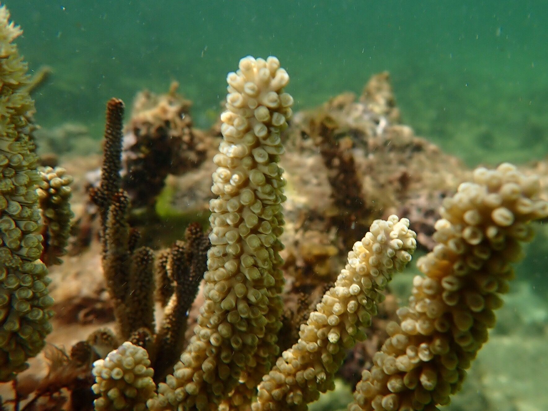 gbif image for Eunicea clavigera